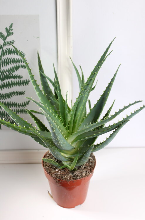 Алоэ Древовидное (Столетник) ⌀11 30 см 