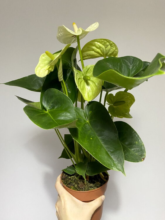 Антуриум белый ⌀12 35 см 