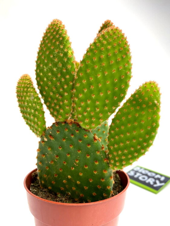 Опунция Микродазис Руфида ⌀8 