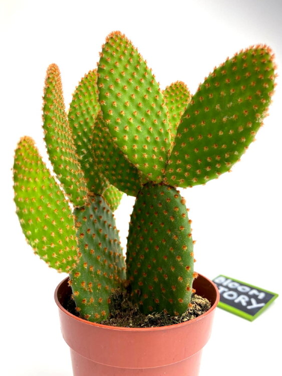 Опунция Микродазис Руфида ⌀8 