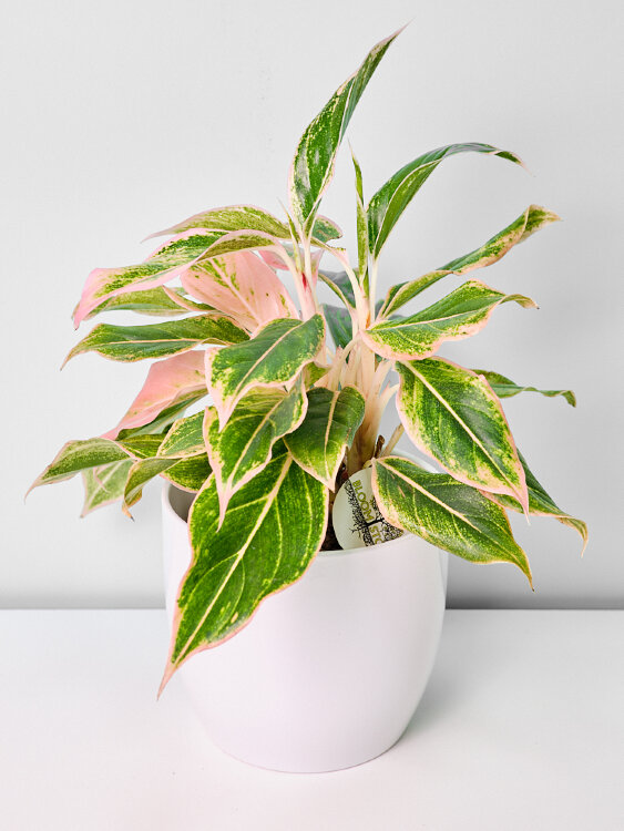 Аглаонема Пинк Аврора ⌀12 30 см 