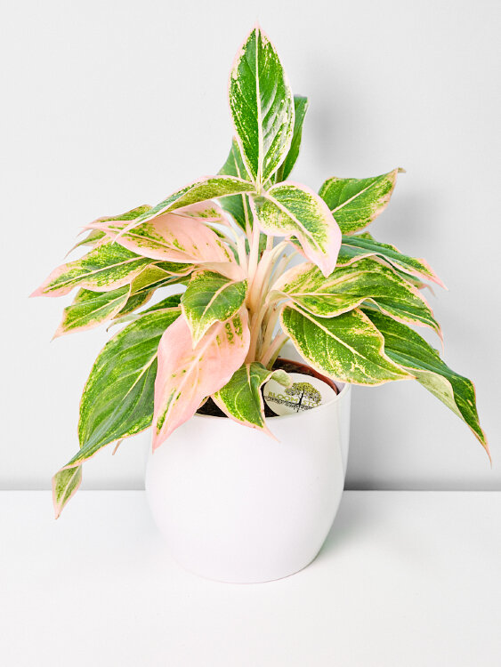 Аглаонема Пинк Аврора ⌀12 30 см 