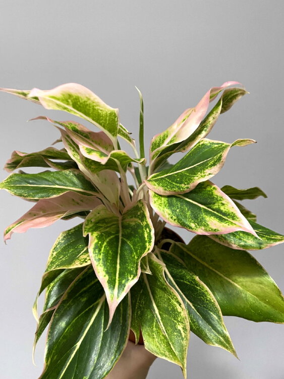 Аглаонема Пинк Аврора ⌀12 30 см 