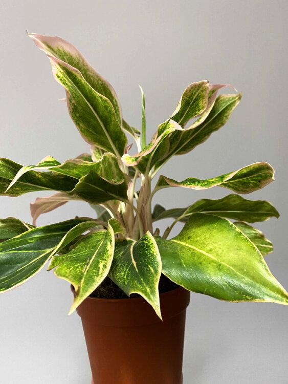 Аглаонема Пинк Аврора ⌀12 30 см 