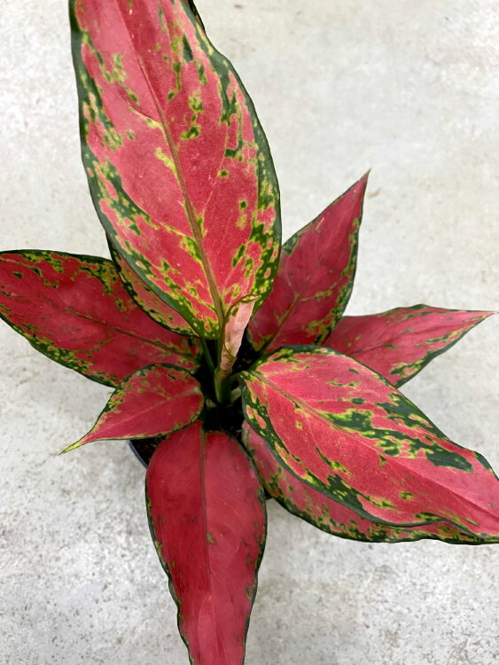 Аглаонема Анимани Супер Ред ⌀12 30 см 