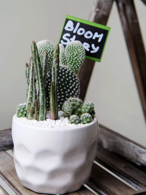 Композиция с кактусами и стапелией 