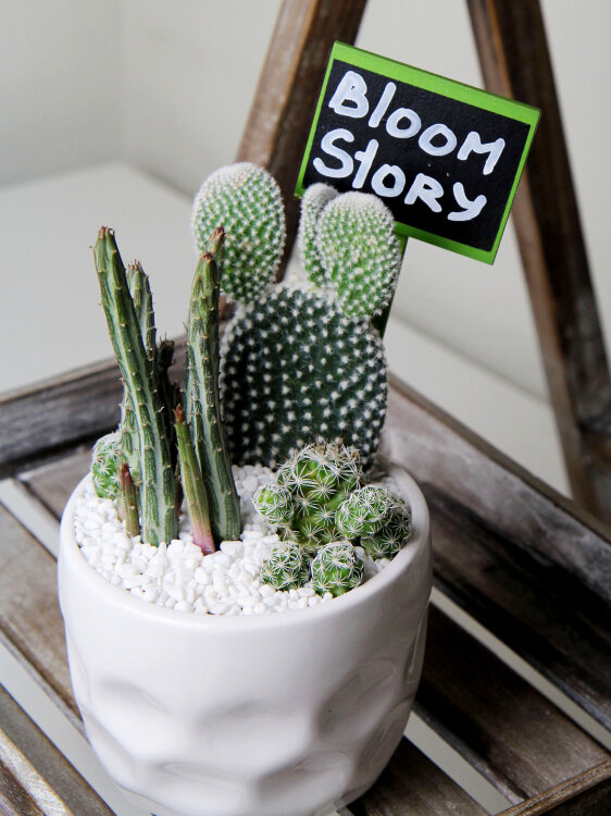 Композиция с кактусами и стапелией 