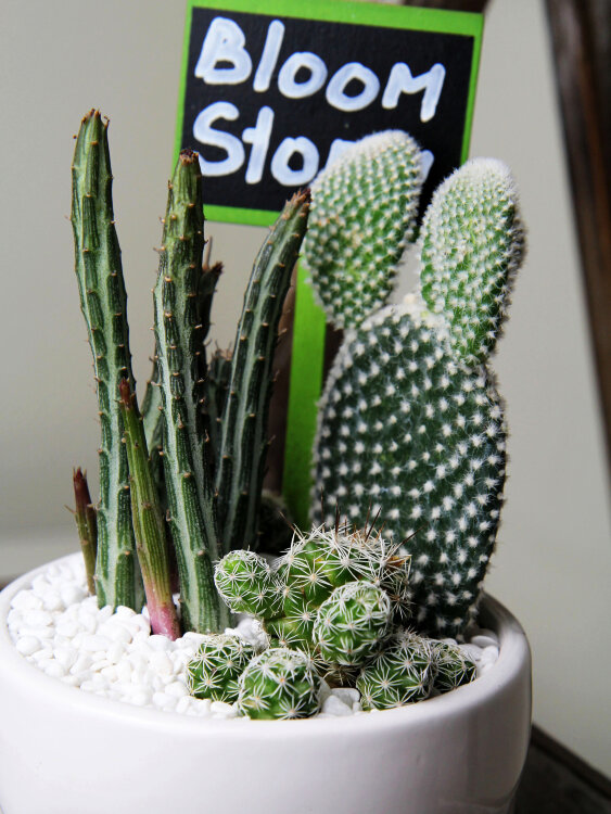 Композиция с кактусами и стапелией 