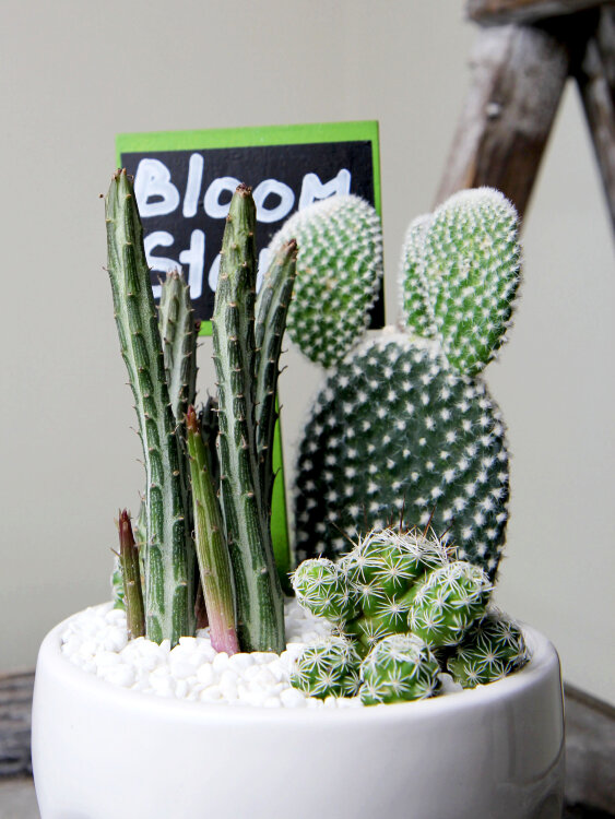 Композиция с кактусами и стапелией 