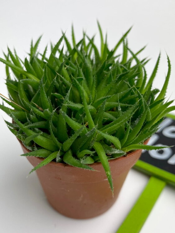 Хавортия Лилипутана ⌀5 