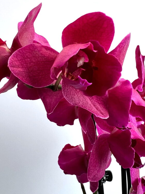 Орхидея Фаленопсис Монтрекс пелорик трилипс 