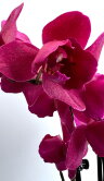 Орхидея Фаленопсис Монтрекс пелорик трилипс 