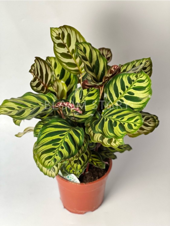 Калатея Макояна ⌀17 55 см  