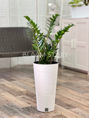 Замиокулькас в горшке Фуру 25