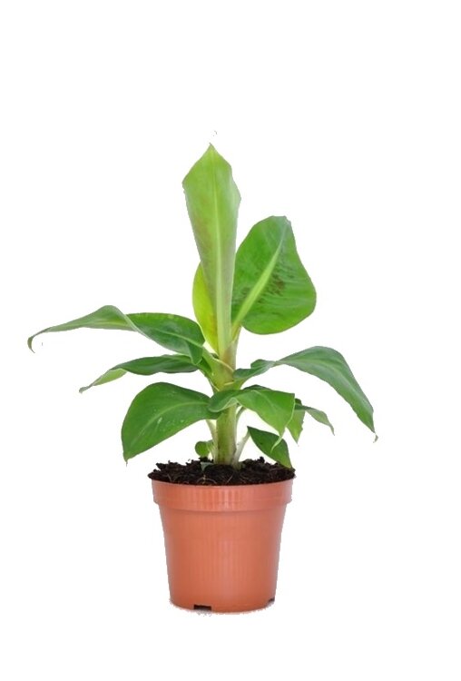 Муса (Банан) Тропикана ⌀12 35 см 