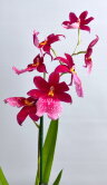 Орхидея Камбрия Нелли Ислер 1 ст 