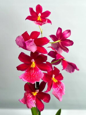 Орхидея Камбрия Нелли Ислер 1 ст
