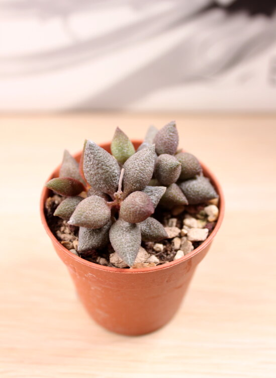 Адромискус Аубергин ⌀5 