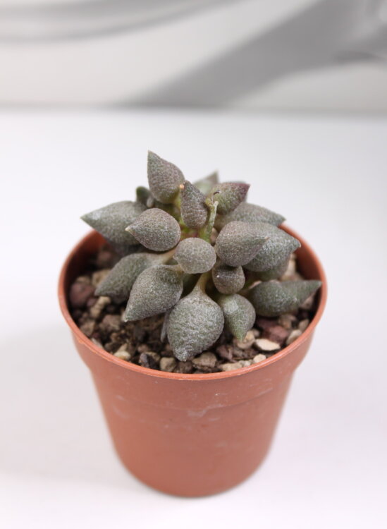 Адромискус Аубергин ⌀5 