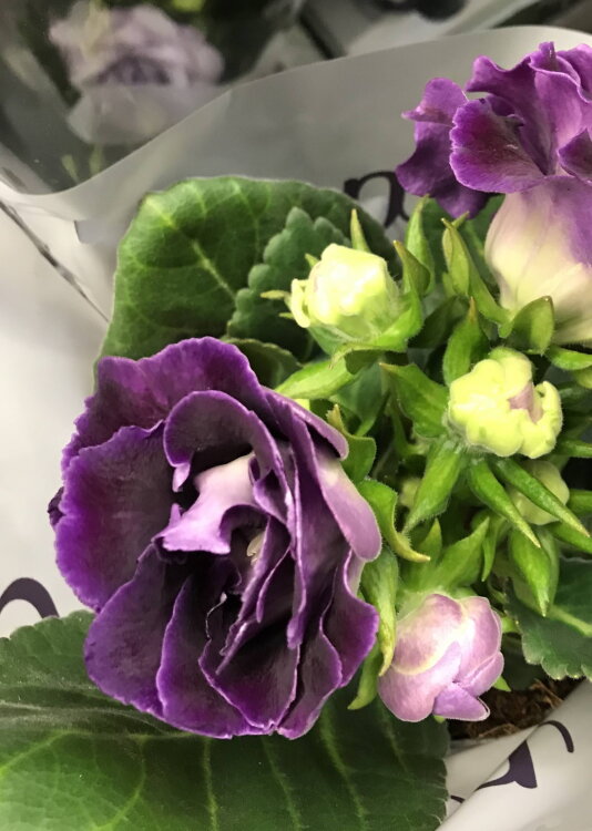 Глоксиния (Синнингия) лиловая махровая 