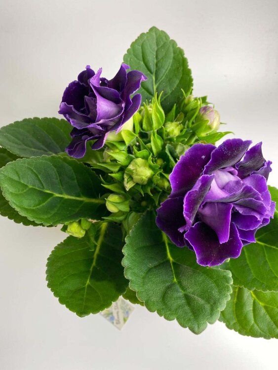 Глоксиния (Синнингия) лиловая махровая 