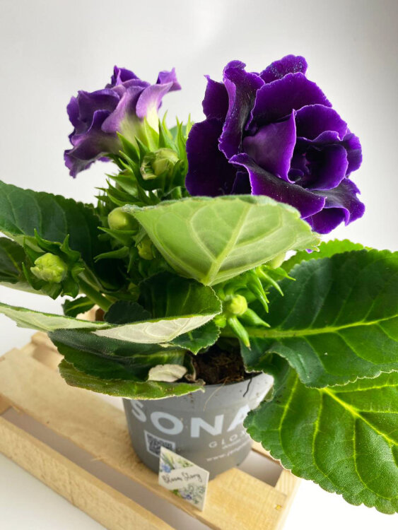 Глоксиния (Синнингия) лиловая махровая 