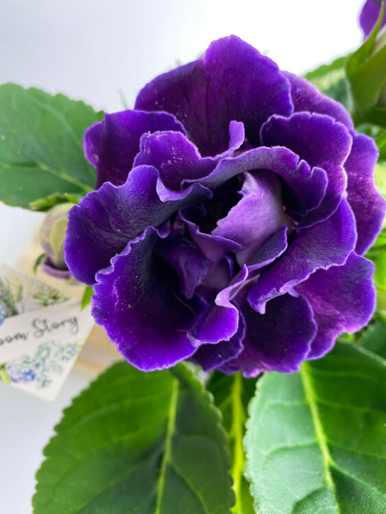 Глоксиния (Синнингия) лиловая махровая 