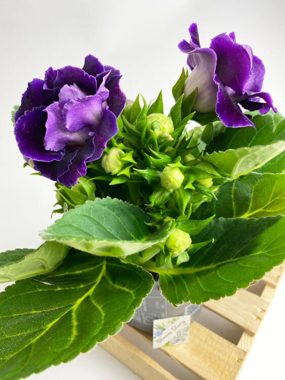 Глоксиния (Синнингия) лиловая махровая 