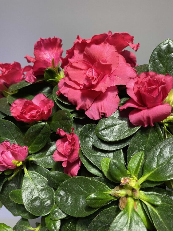 Азалия тёмно-розовая ⌀14 