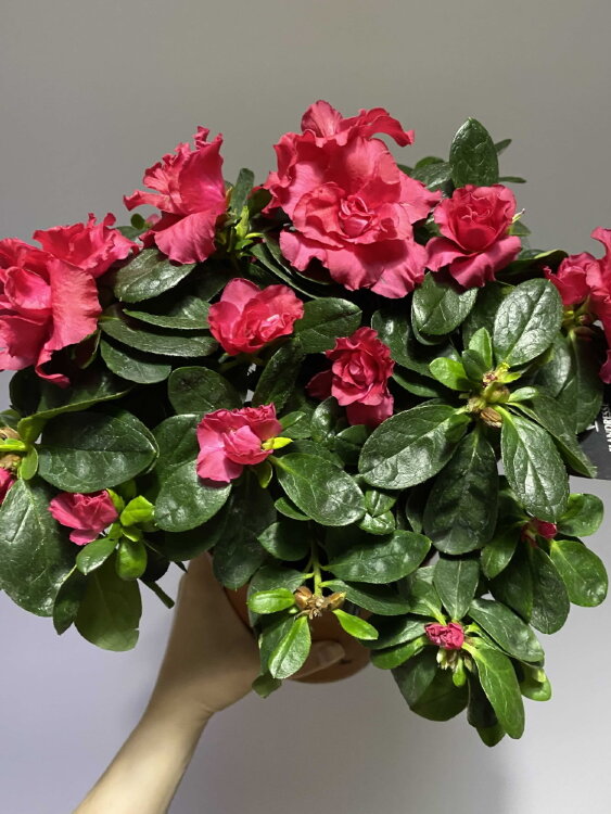 Азалия тёмно-розовая ⌀14 