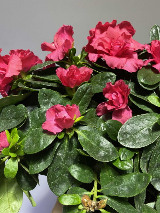 Азалия тёмно-розовая ⌀14 