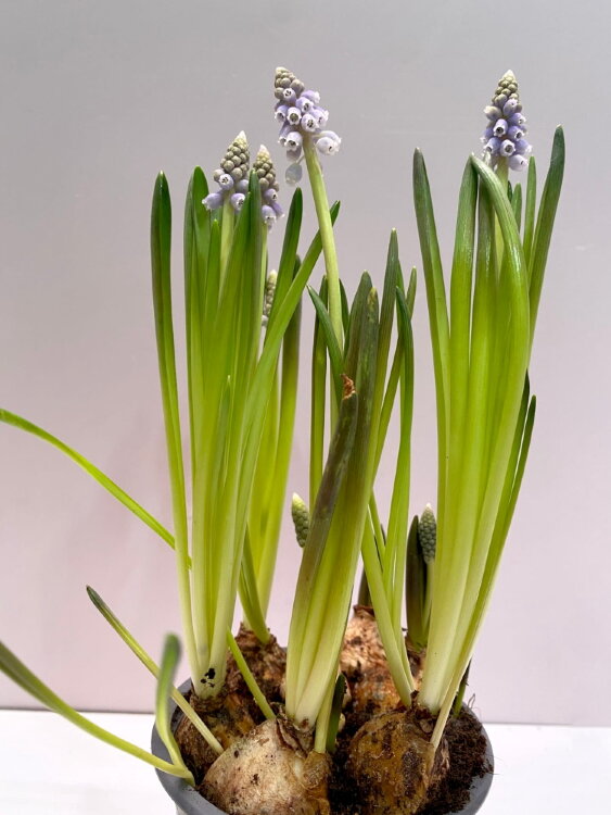 Мускари Блу Мэджик ⌀9 