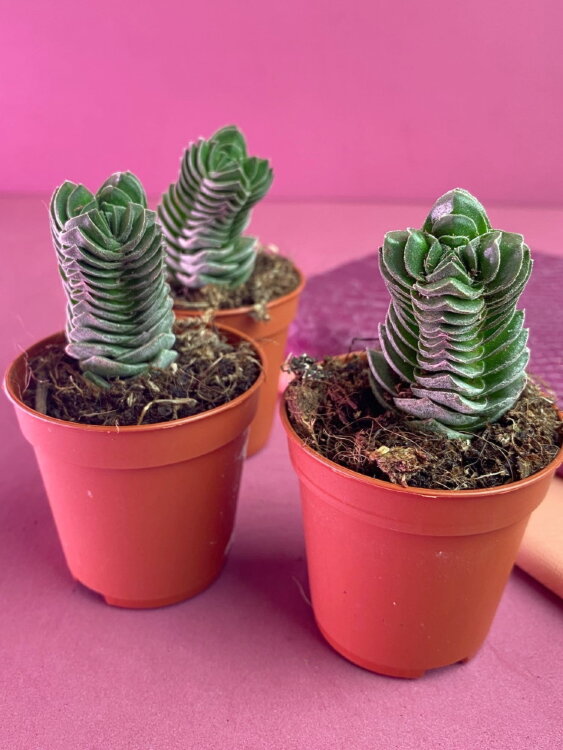 Крассула Храм Будды ⌀5  Крассула Храм Будды ⌀5