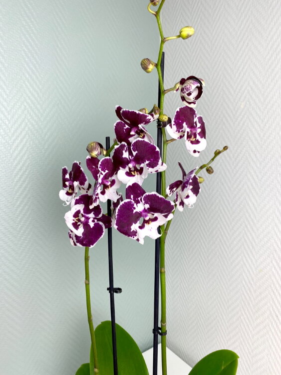 Орхидея Фаленопсис Биг Лип Кизз 