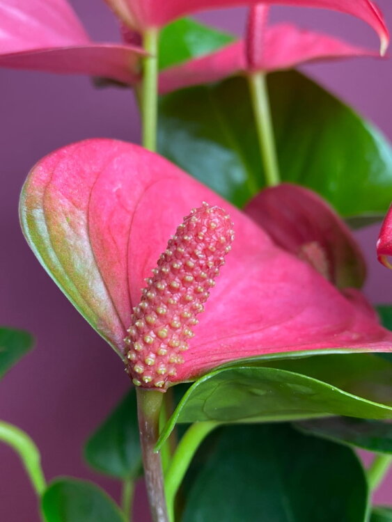 Антуриум розовый Пинк Чемпион ⌀12 40 см 