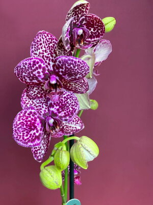 Орхидея Фаленопсис Дикий Кот 1 ст