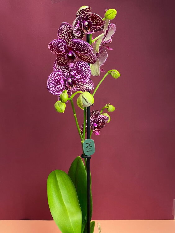 Орхидея Фаленопсис Дикий Кот 1 ст 