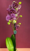 Орхидея Фаленопсис Дикий Кот 1 ст 