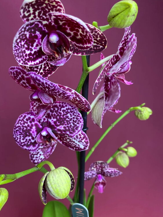 Орхидея Фаленопсис Дикий Кот 1 ст 