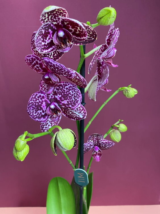 Орхидея Фаленопсис Дикий Кот 1 ст 