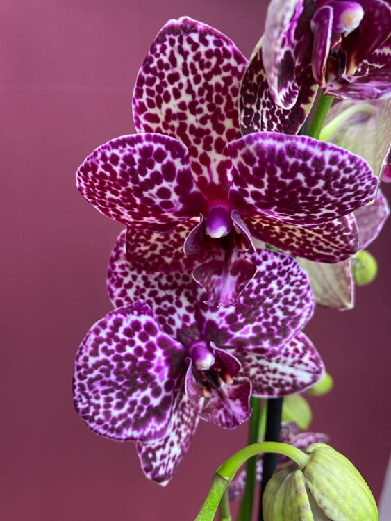 Орхидея Фаленопсис Дикий Кот 1 ст 