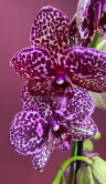 Орхидея Фаленопсис Дикий Кот 1 ст 