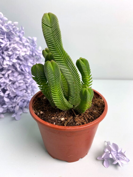 Крассула пирамидалис ⌀8 