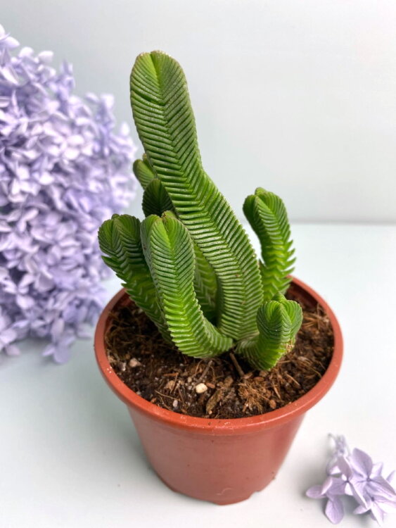 Крассула пирамидалис ⌀8 