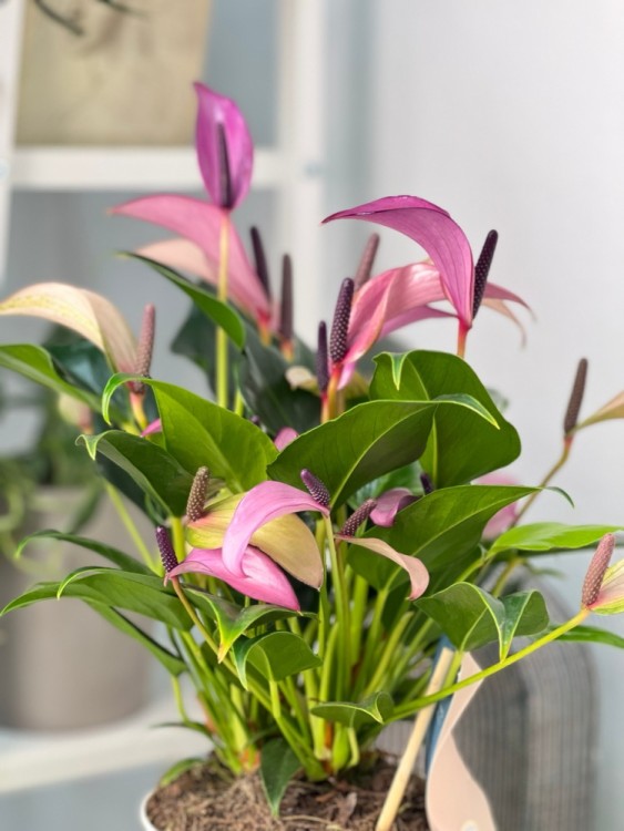 Антуриум Зизу ⌀14 45 см 