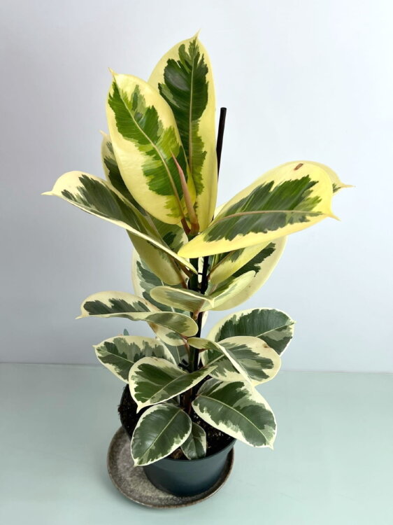 Фикус эластика Тинеке ⌀21 65 см 