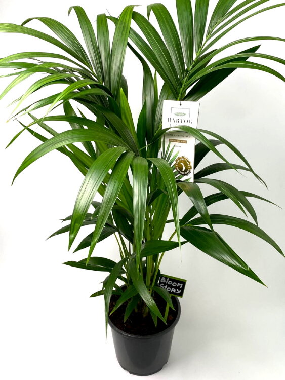 Ховея Форстериана ⌀24 130 см 