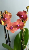 Орхидея Фаленопсис Фангмей Оранж 2 ст 