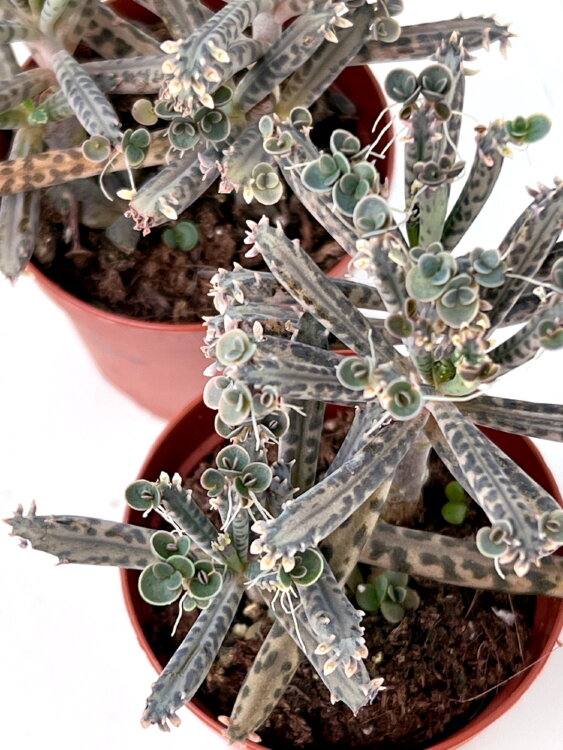 Каланхоэ Трубкоцветное ⌀5 