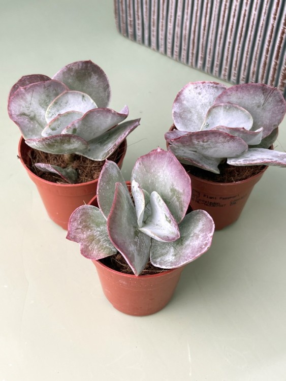 Котиледон Корал ⌀5 